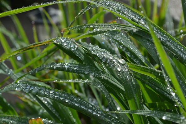 water drops on lemongrass